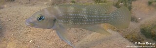 Neolamprologus tetracanthus &#39;Mpulungu&#39; Neolamprologus brevianalis &#39;Mpulungu&#39;