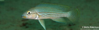Neolamprologus tetracanthus &#39;Mtakuja&#39; Neolamprologus brevianalis &#39;Mtakuja&#39;
