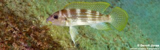 Neolamprologus tetracanthus &#39;Mvuna Island&#39; Neolamprologus brevianalis &#39;Mvuna Island&#39;