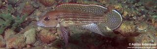 Neolamprologus tetracanthus &#39;Sibwesa&#39;