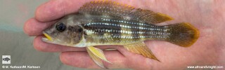 Neolamprologus tetracanthus &#39;Udachi&#39; Neolamprologus brevianalis &#39;Udachi&#39;