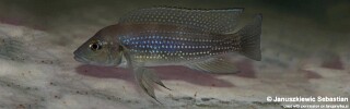 Neolamprologus tetracanthus (unknown locality)