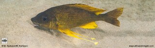 Ophthalmotilapia cf. nasuta &#39;Mongwe Reefs&#39; Ophthalmotilapia sp. &#39;Nasuta Golden&#39; Mongwe Reefs