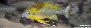 Ophthalmotilapia cf. nasuta (Mukosa)