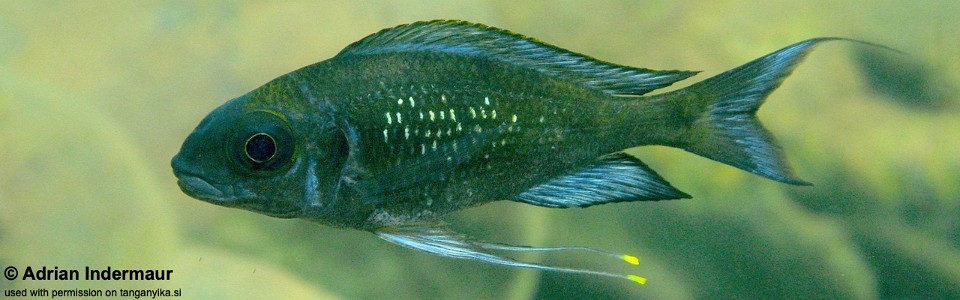 Ophthalmotilapia sp. 'paranasuta' Katabe Bay