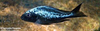 Ophthalmotilapia sp. &#39;whitecap&#39; Katondo Point Ophthalmotilapia ventralis &#39;Katondo Point&#39;