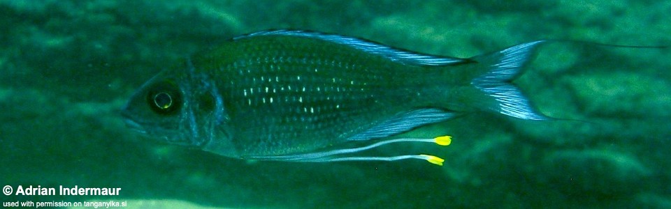 Ophthalmotilapia sp. 'paranasuta' Kalalangabo