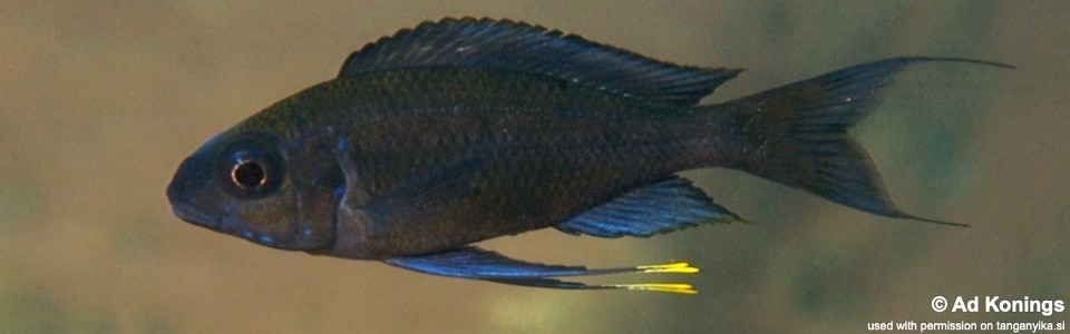 Ophthalmotilapia sp. 'paranasuta' Nyanza-Lac