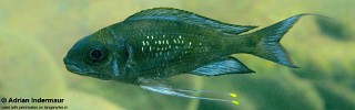 Ophthalmotilapia sp. 'paranasuta' Katabe Bay.jpg