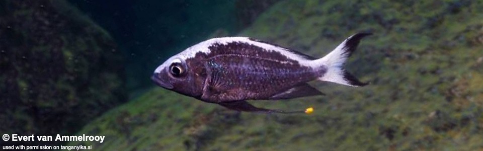 Ophthalmotilapia sp. 'whitecap' Cape Kabogo<br><font color=gray>Ophthalmotilapia ventralis 'Cape Kabogo'</font>