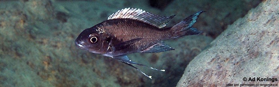 Ophthalmotilapia sp. 'whitecap' Cape Tembwe<br><font color=gray>Ophthalmotilapia ventralis 'Cape Tembwe'</font>