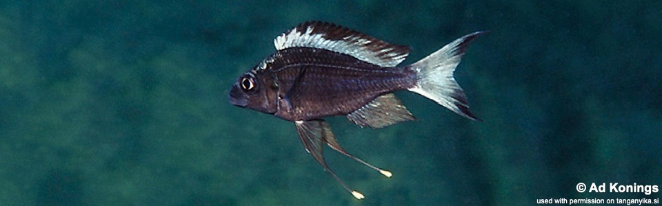 Ophthalmotilapia sp. 'whitecap' Halembe<br><font color=gray>Ophthalmotilapia ventralis 'Halembe'</font>