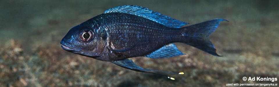 Ophthalmotilapia sp. 'whitecap' Kalugunga<br><font color=gray>Ophthalmotilapia ventralis 'Kalugunga'</font>