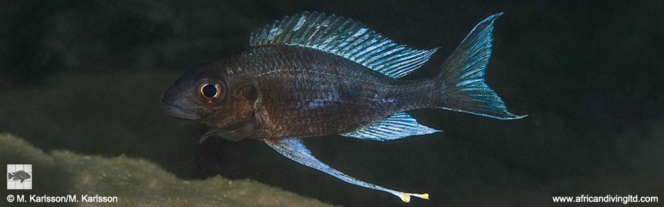 Ophthalmotilapia sp. 'whitecap' Karilani Island<br><font color=gray>Ophthalmotilapia ventralis 'Karilani Island'</font>