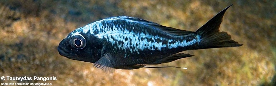 Ophthalmotilapia sp. 'whitecap' Katondo Point<br><font color=gray>Ophthalmotilapia ventralis 'Katondo Point'</font>