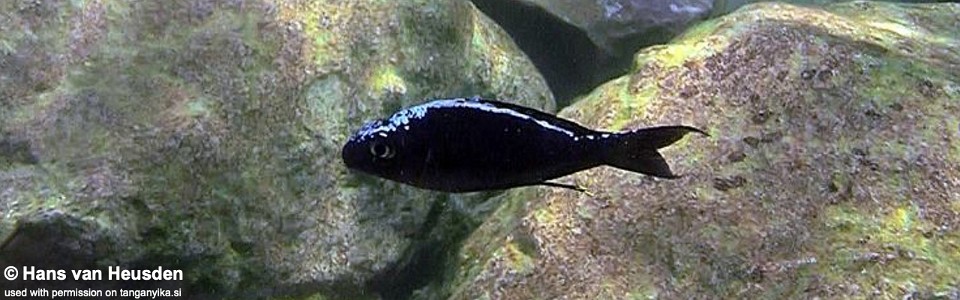 Ophthalmotilapia sp. 'whitecap' Kigoma<br><font color=gray>Ophthalmotilapia ventralis 'Kigoma'</font>