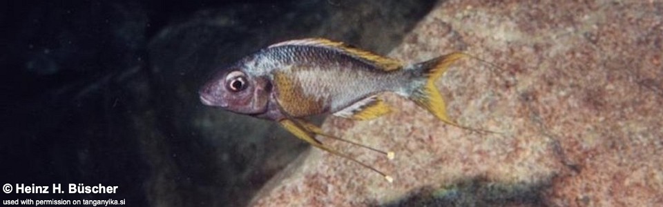 Ophthalmotilapia sp. 'whitecap' Longola<br><font color=gray>Ophthalmotilapia ventralis 'Longola'</font>