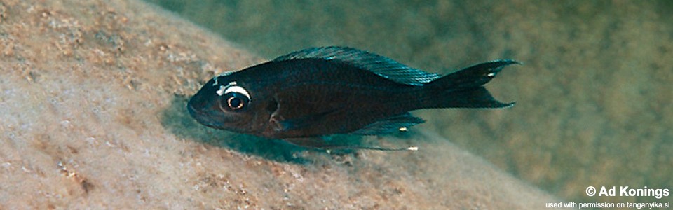 Ophthalmotilapia sp. 'whitecap' Lyamembe<br><font color=gray>Ophthalmotilapia ventralis 'Lyamembe'</font>