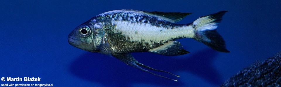 Ophthalmotilapia sp. 'whitecap' Moba<br><font color=gray>Ophthalmotilapia ventralis 'Moba'</font>