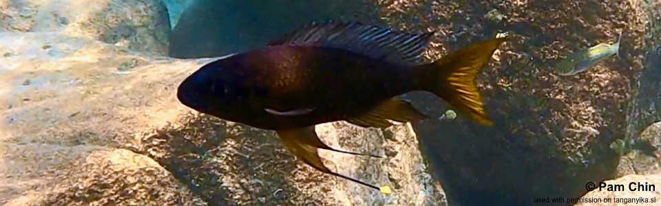 Ophthalmotilapia sp. 'whitecap' Mtosi Bay<br><font color=gray>Ophthalmotilapia ventralis 'Mtosi Bay'</font>