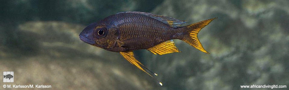 Ophthalmotilapia sp. 'whitecap' Mvuna Island<br><font color=gray>Ophthalmotilapia ventralis 'Mvuna Island'</font>