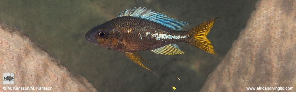 Ophthalmotilapia sp. 'whitecap' Ninde<br><font color=gray>Ophthalmotilapia ventralis 'Ninde'</font>