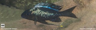 Ophthalmotilapia sp. 'whitecap' Mswa Point.jpg