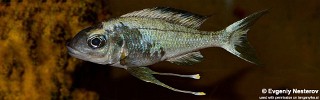 Ophthalmotilapia sp. 'whitecap' Zongwe.jpg