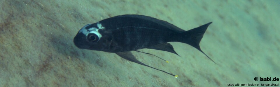 Ophthalmotilapia sp. 'whitecap' Mabilibili - Ophthalmotilapia ventralis 'Mabilibili'