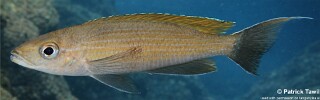 Paracyprichromis brieni 'Mboko Island'.jpg