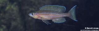 Paracyprichromis brieni &#39;Mtosi&#39;