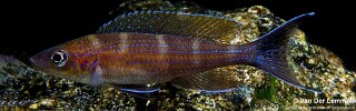 Paracyprichromis brieni (Kisonso)