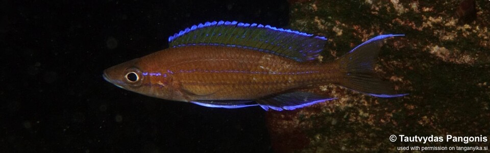 Paracyprichromis nigripinnis 'Kabwe Nsolo Bay'
