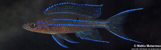 Paracyprichromis nigripinnis 'Kalubale'.jpg