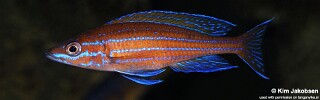 Paracyprichromis nigripinnis.jpg