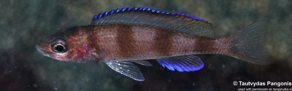 Paracyprichromis sp. 'ammelrooyi' Lubugwe Bay