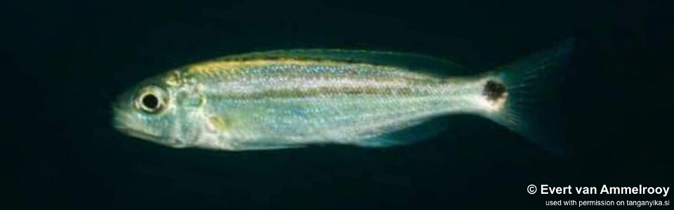 Perissodus paradoxus 'Kigoma'<br><font color=gray>Plecodus paradoxus 'Kigoma'</font>