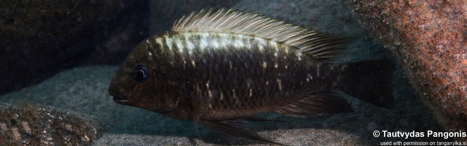 Petrochromis ephippium 'Cape Nambeyeye'