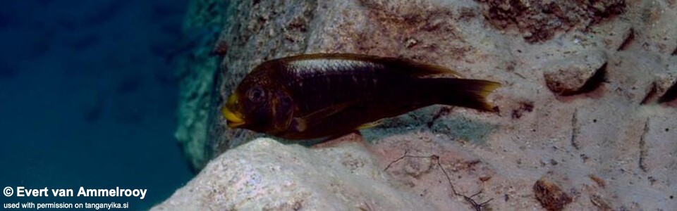 Petrochromis ephippium 'Gombe Stream NP'
