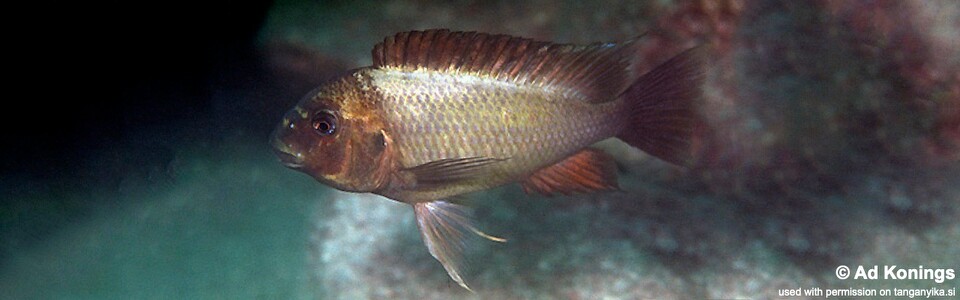 Petrochromis ephippium 'Kala Bay'