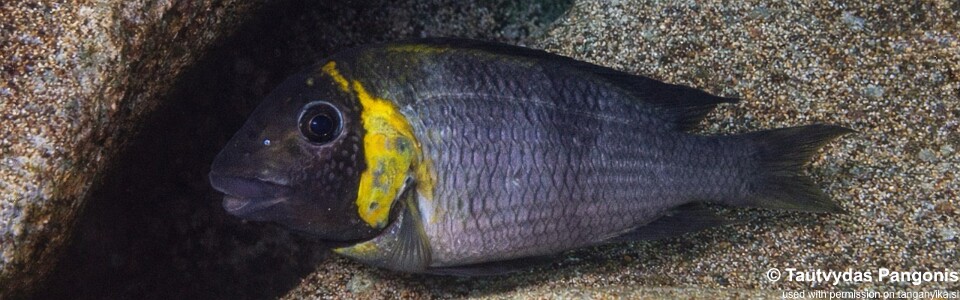 Petrochromis polyodon 'Nausingili Island'