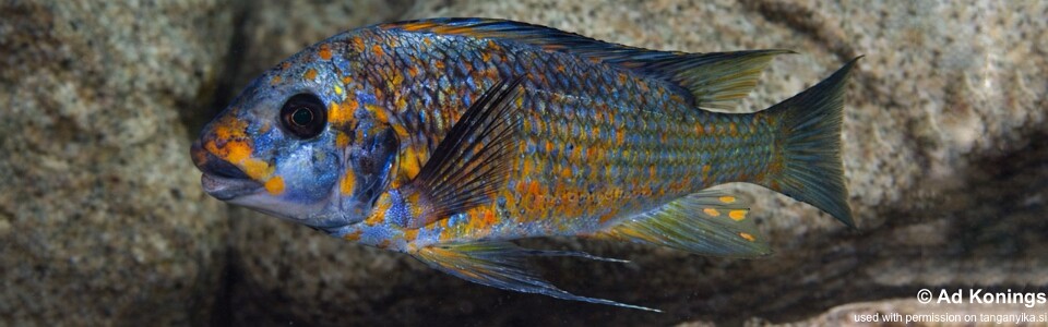 Petrochromis sp. 'kasumbe' Ifala