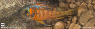 Petrochromis sp. &#39;kasumbe&#39; Maswa Point