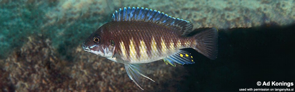 Petrochromis sp. 'orthognathus ikola' Mabilibili - Interochromis sp. 'orthognathus ikola' Mabilibili