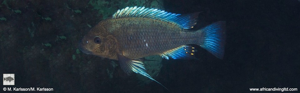 Petrochromis sp. 'blue giant' Fulwe Rocks<br><font color=gray>Petrochromis sp. 'giant' Fulwe Rocks</font>