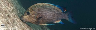 Petrochromis sp. 'blue giant' Mvuna Island.jpg