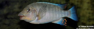 Petrochromis sp. 'blue giant'.jpg