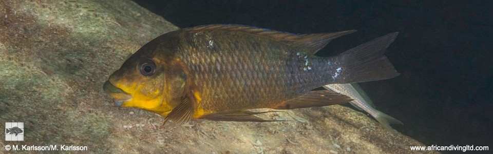 Petrochromis sp. 'kasumbe rainbow' Kalala Island