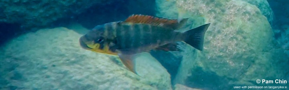 Petrochromis sp. 'kasumbe rainbow' Lupita Island