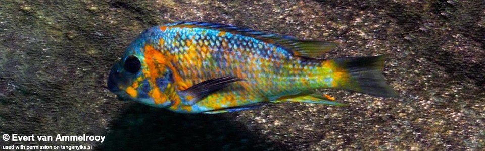 Petrochromis sp. 'kasumbe' Cape Kabogo